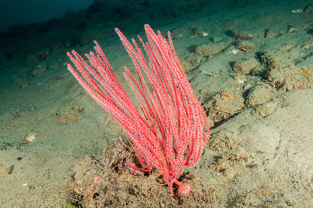 Soft coral