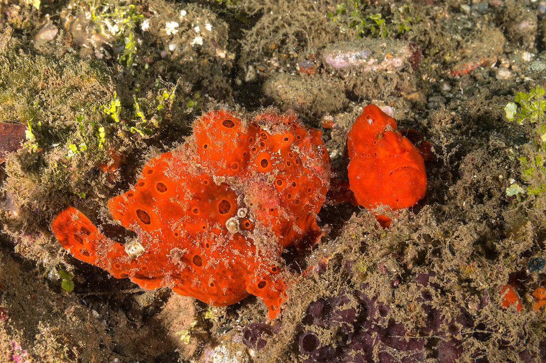 Painted frogfish, male and female