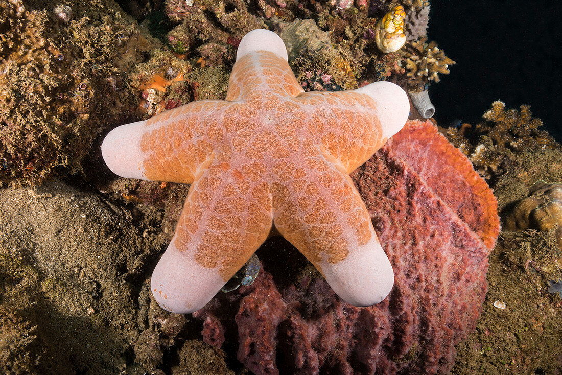Big-plated Sea Star