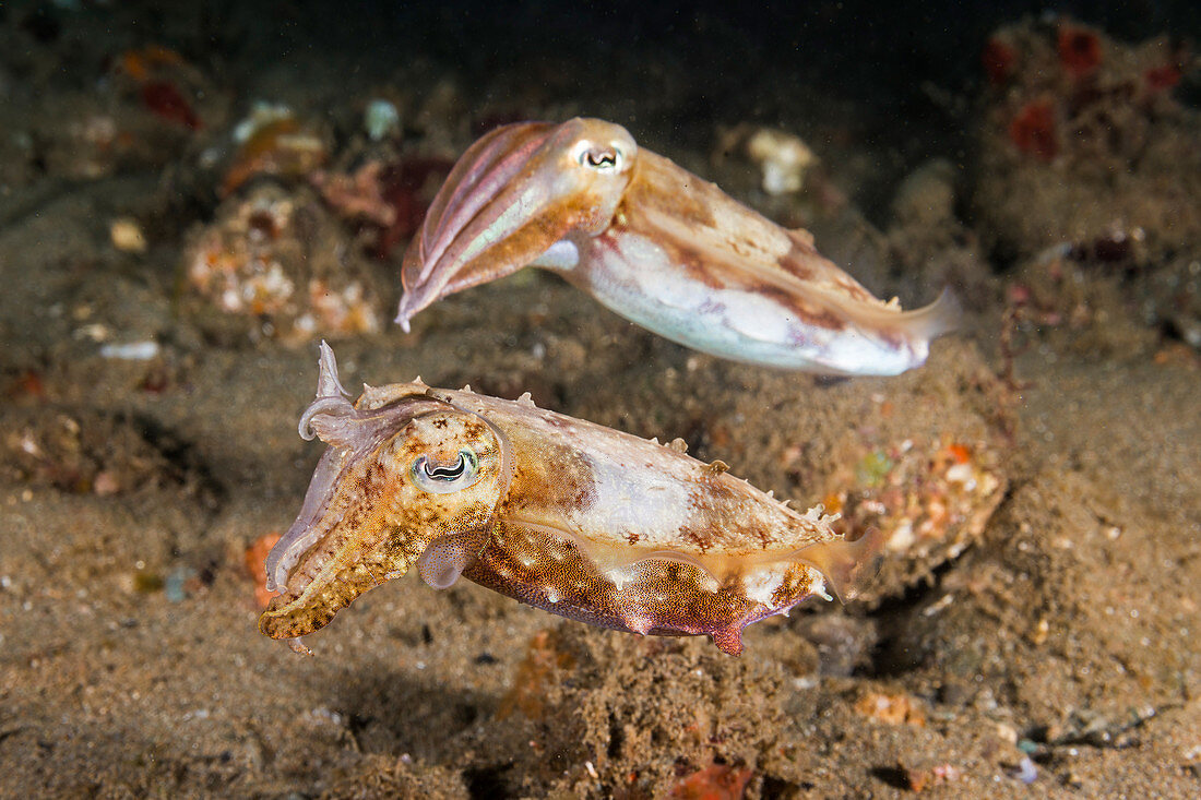 Broadclub cuttlefish pair