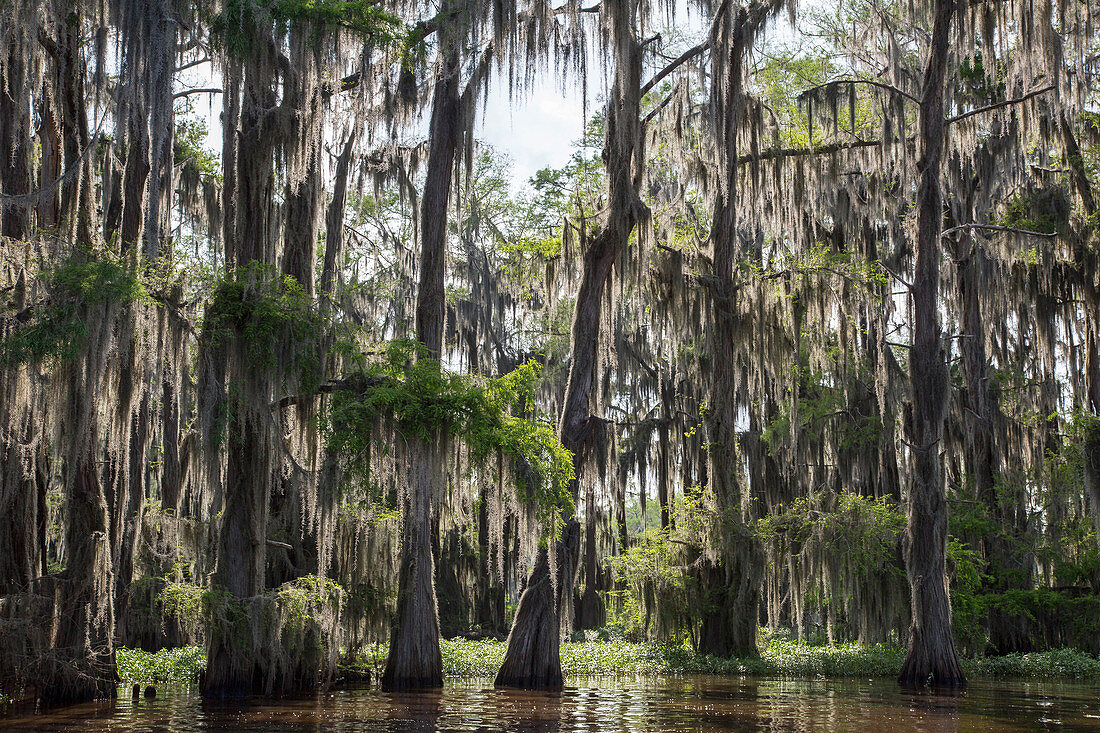 Caddo Lake Cypress Swamp