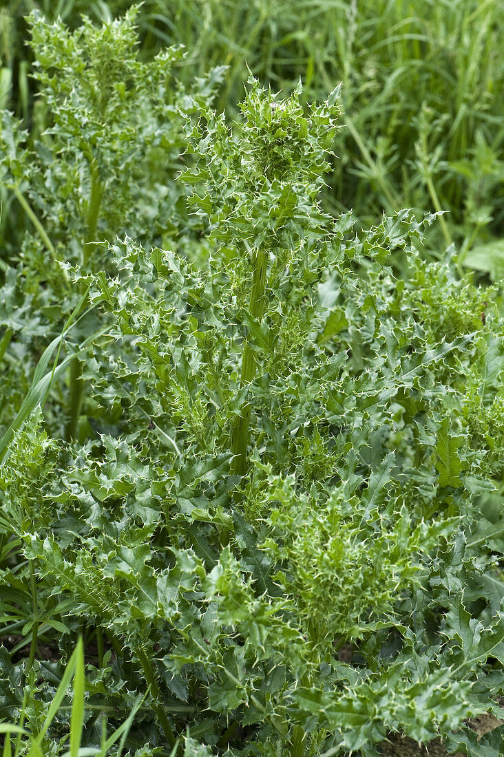 Creeping Thistle