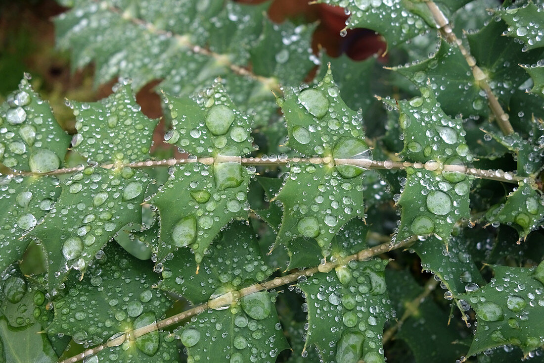 Droplets on Mahonia Leaves