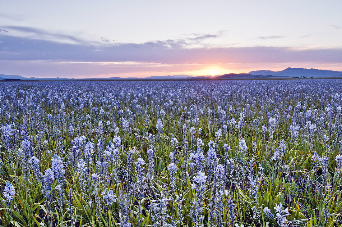 Camas Meadow Sunset, Centennial Marsh, USA