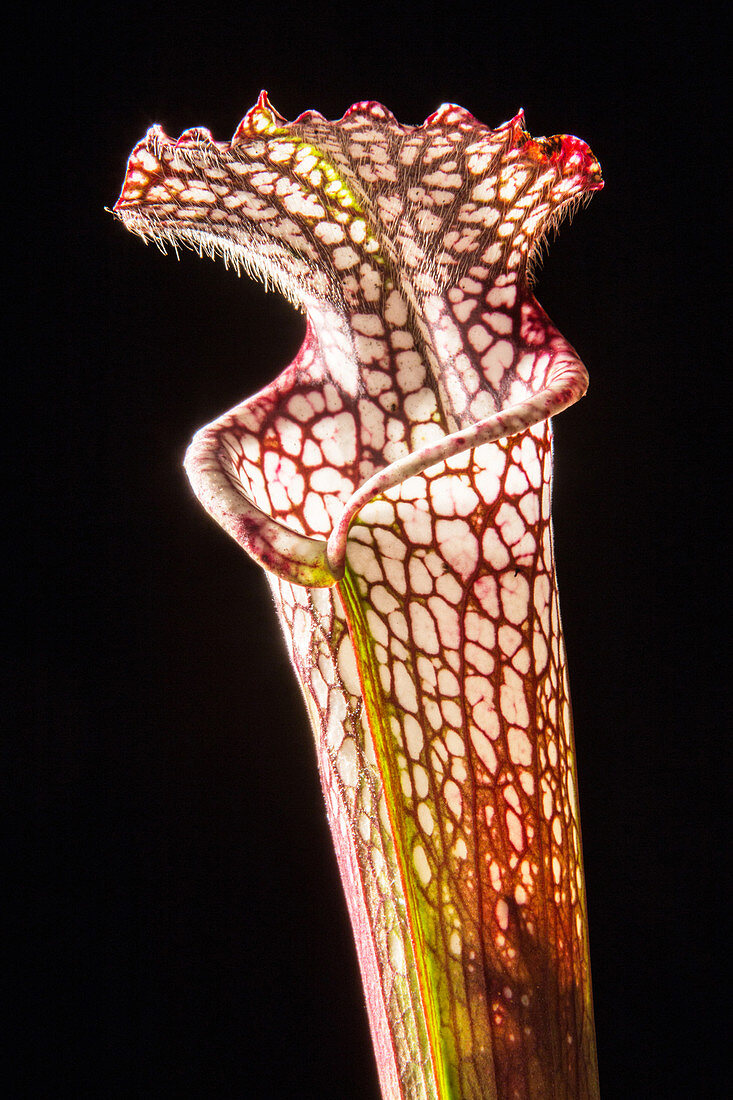 White Topped Pitcher Plant
