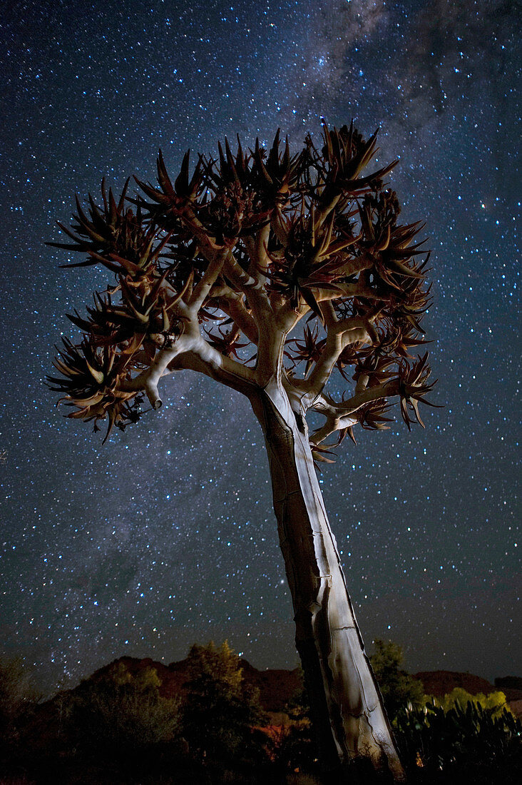 Quiver tree at night