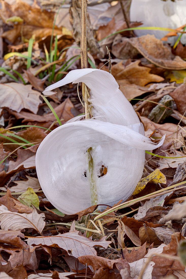Frost Flowers in late autumn