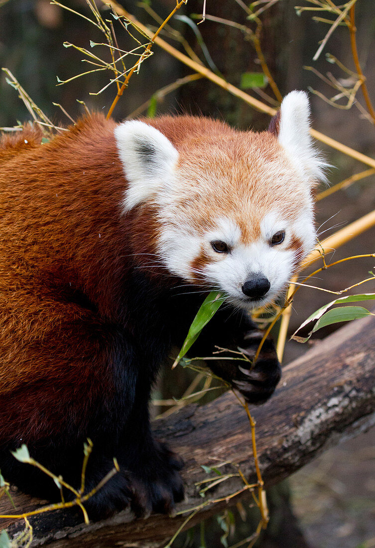 Red Panda ( Ailurus fulgens) in Captivity