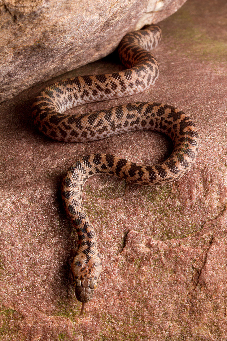 Spotted Python (Antaresia maculosa)