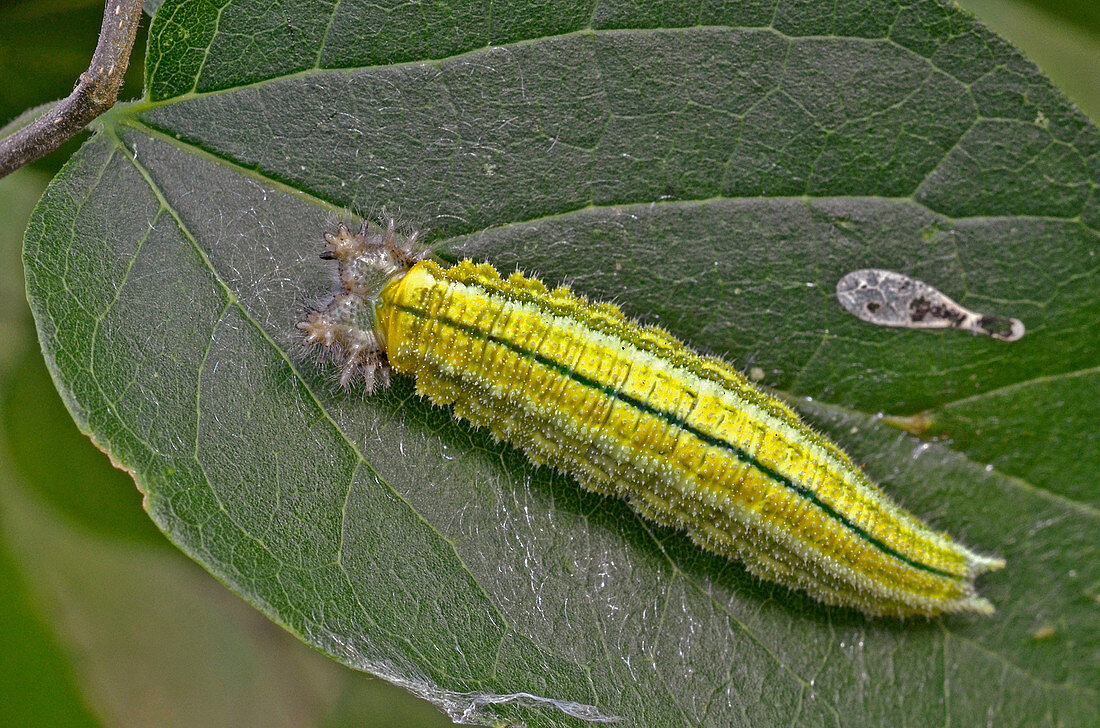 Tawny Emperor caterpillar (Asterocampa clyton)