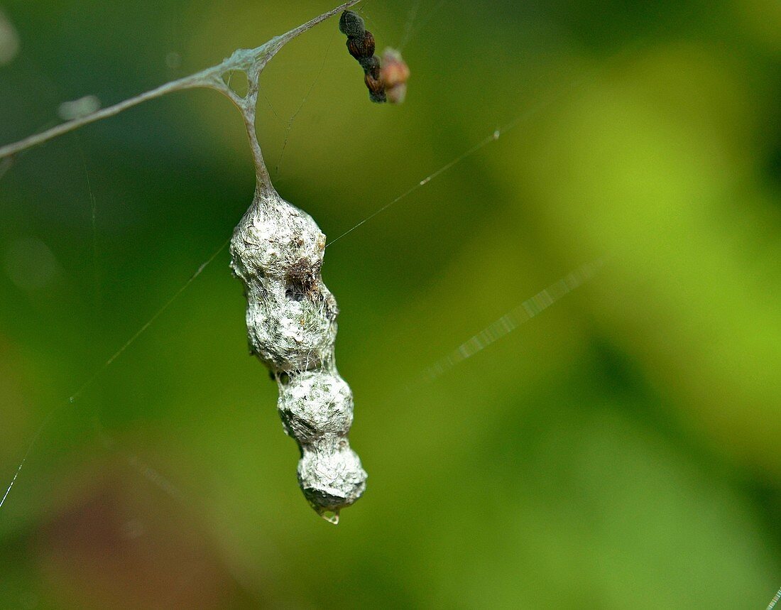 Basilica Spider Egg sacs