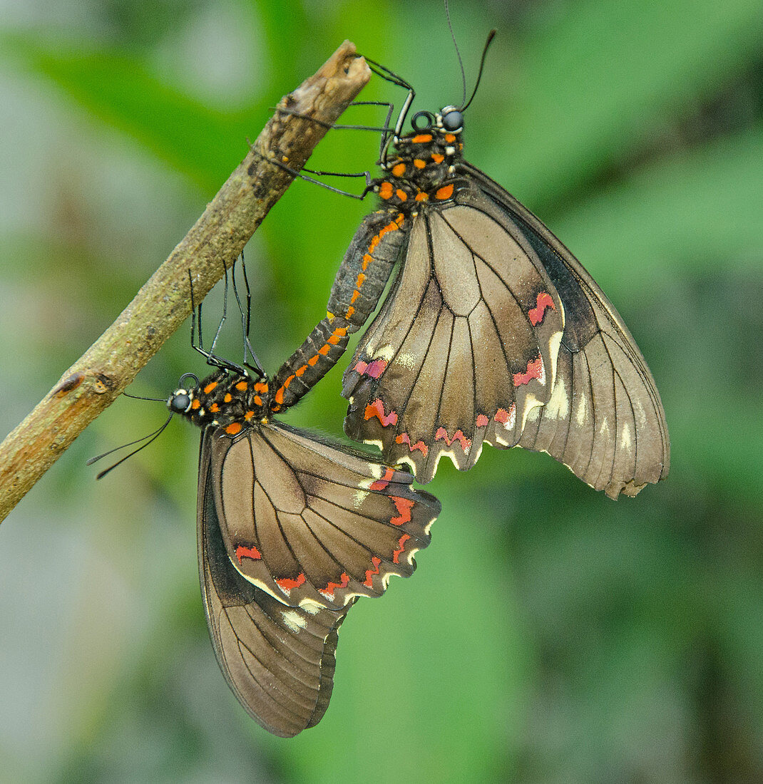 Polydamas Swallowtails mating