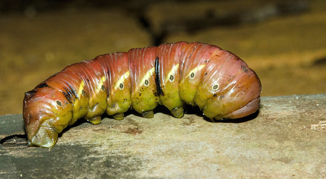 Banded Sphinx caterpillar
