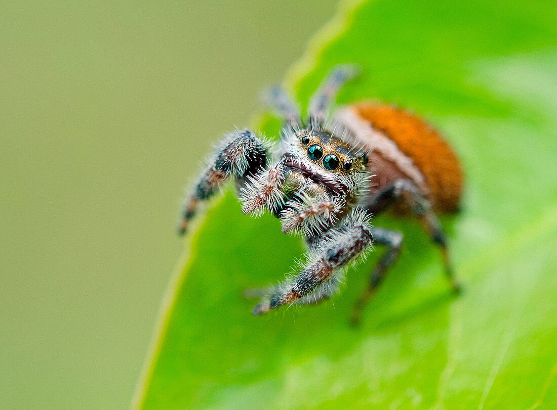 Brilliant Jumping Spider