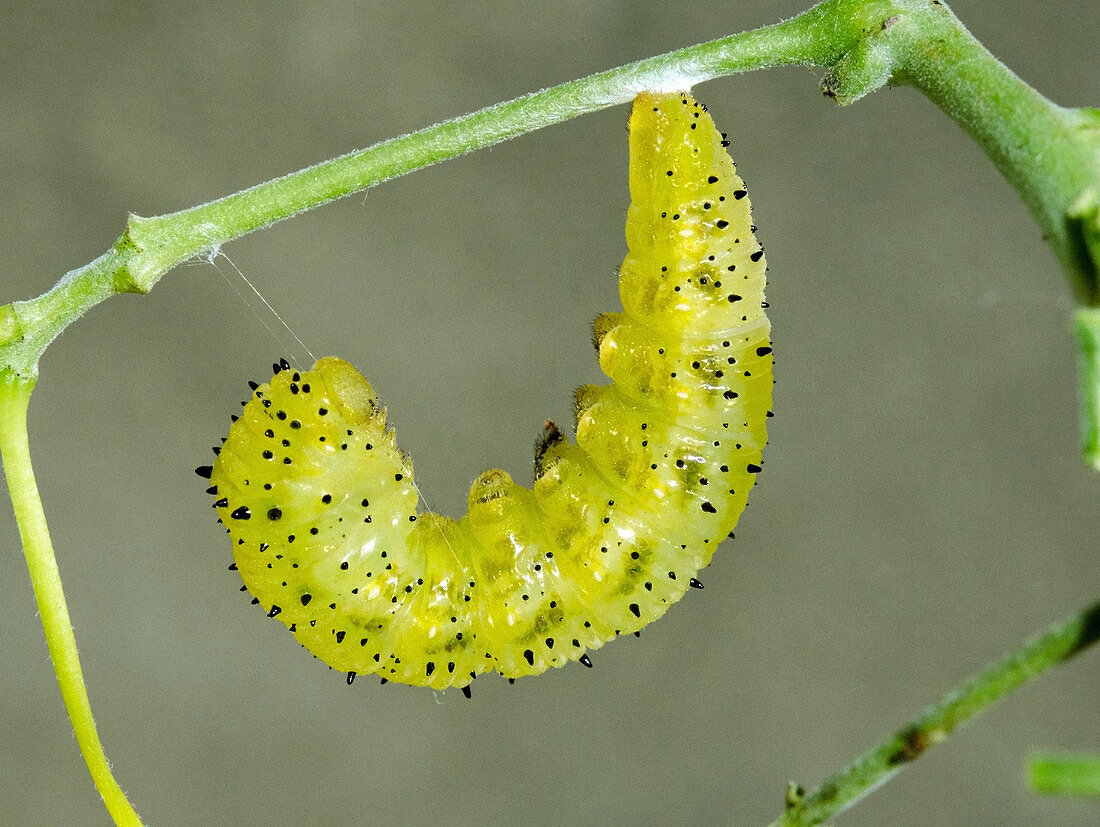 Orange-barred Sulphur caterpillar, pupating