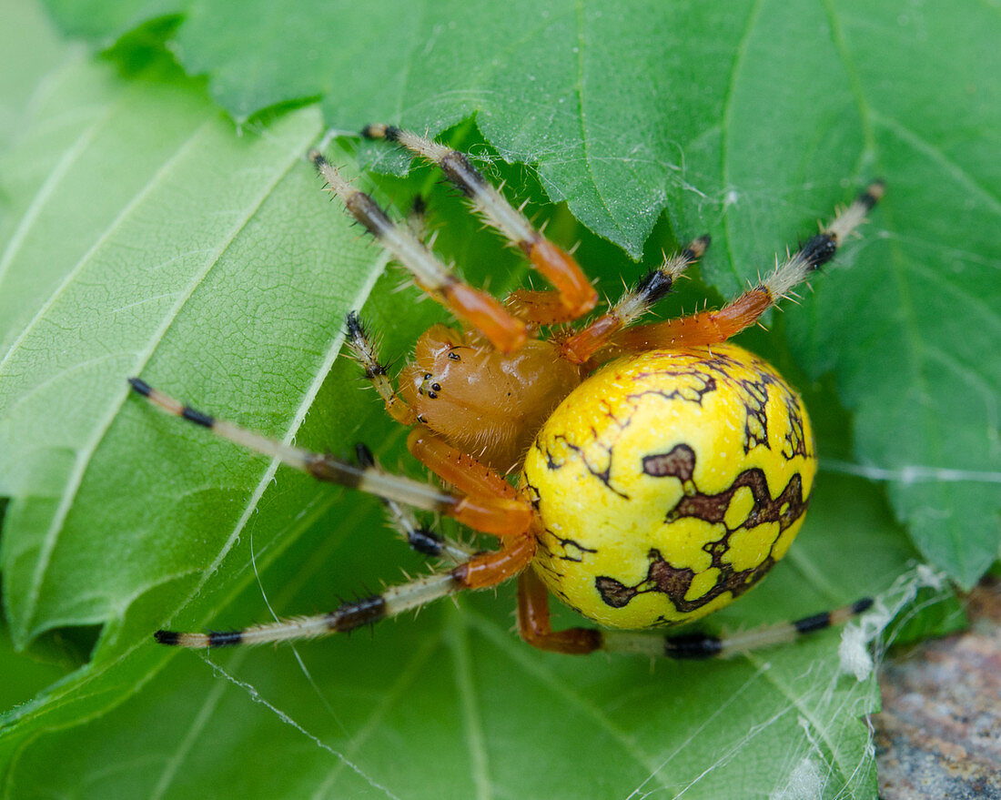 Marbled Spider