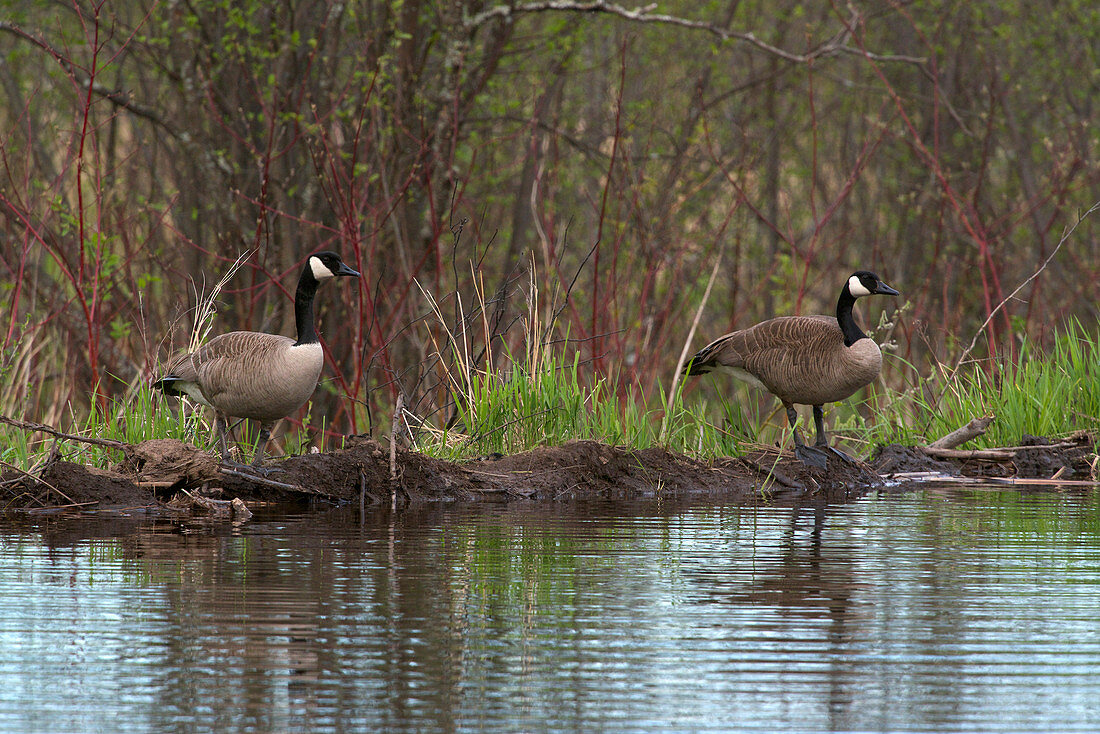 Canada Geese on Beaver Dam
