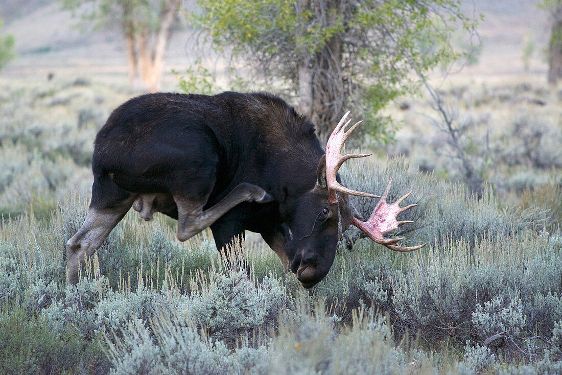 Bull Moose Shedding Velvet