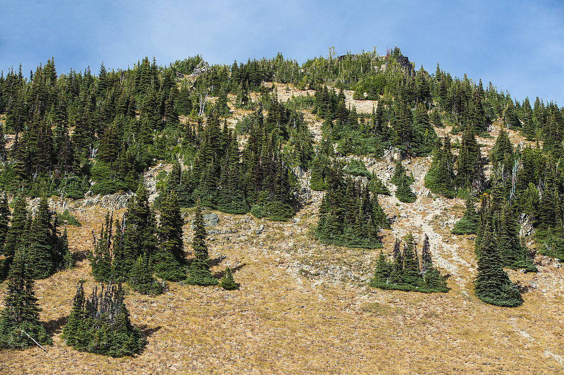 Trees with Skirts, Mt. Rainier