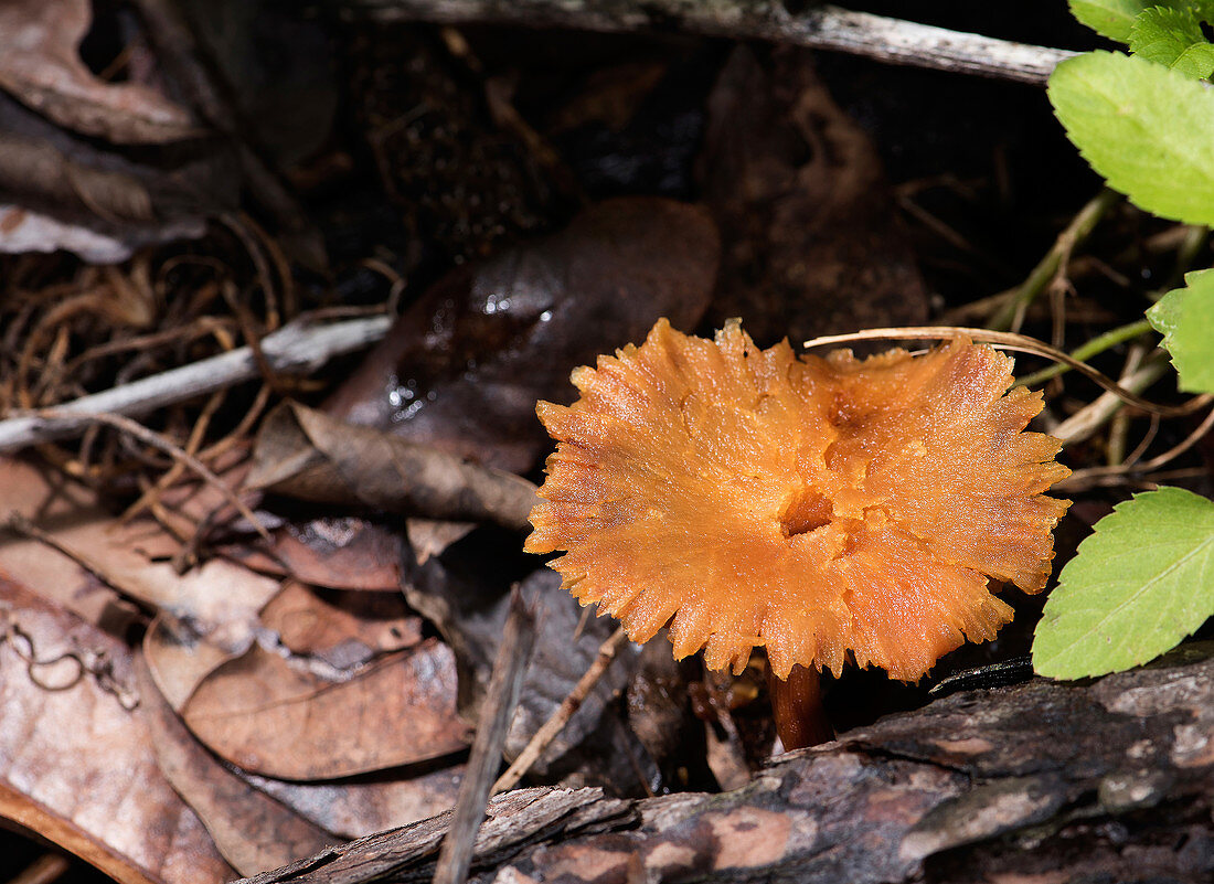 Orange Waxcap Mushroom (Hygrocybe cantharellus)