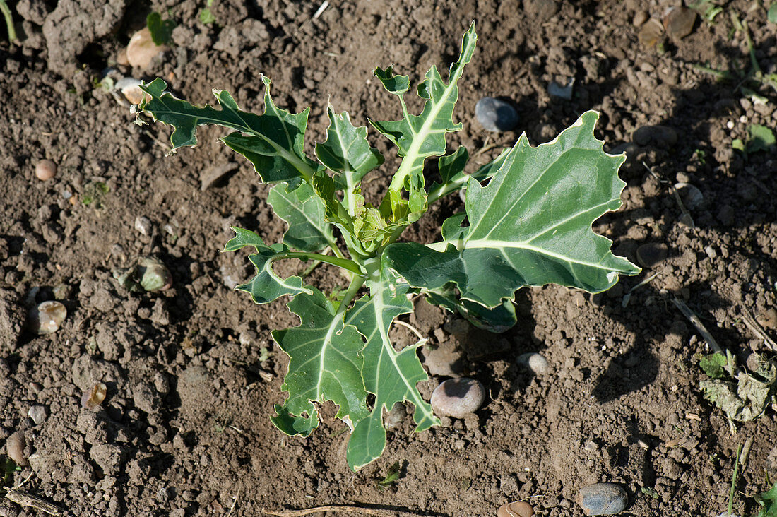 Pigeon damage to cabbage