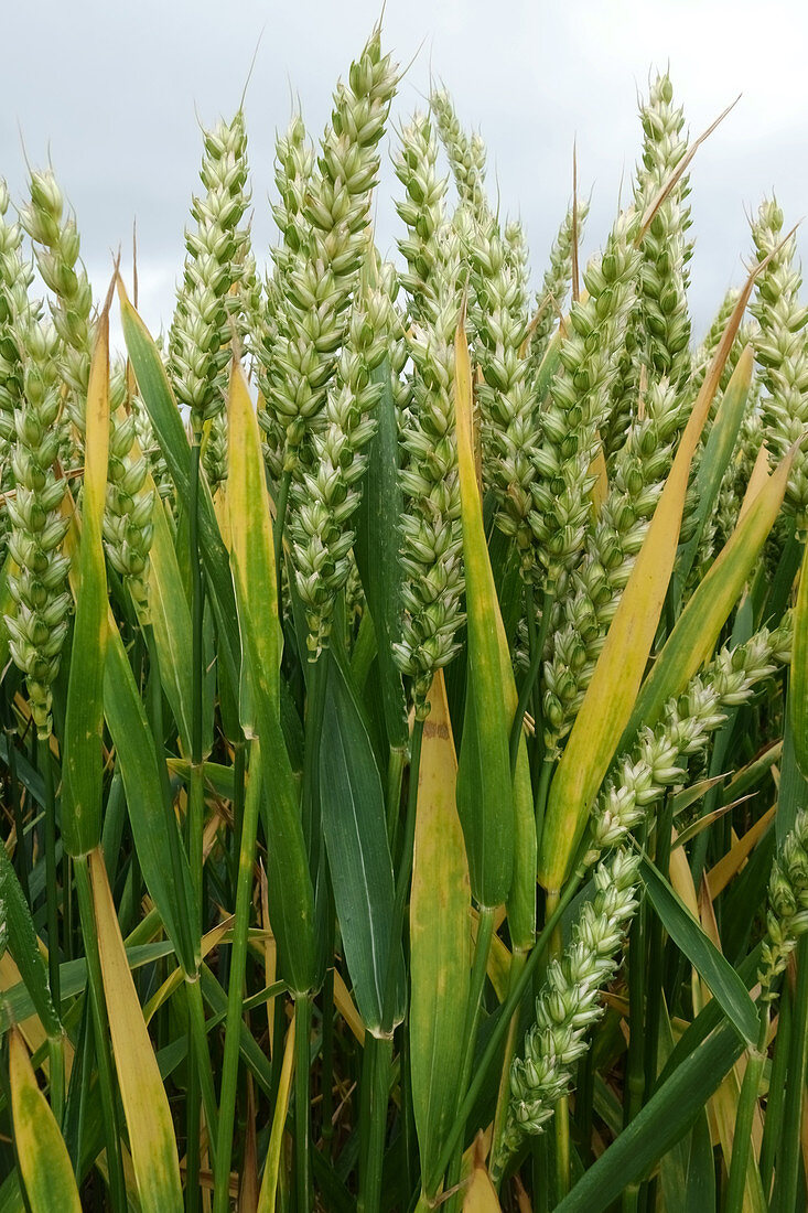 Ripening wheat ears