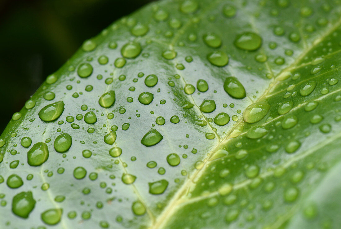 Water drops on laurel leaf