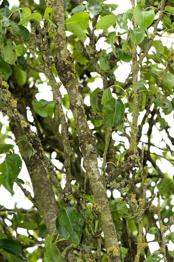 Canker & Lichen on Tree
