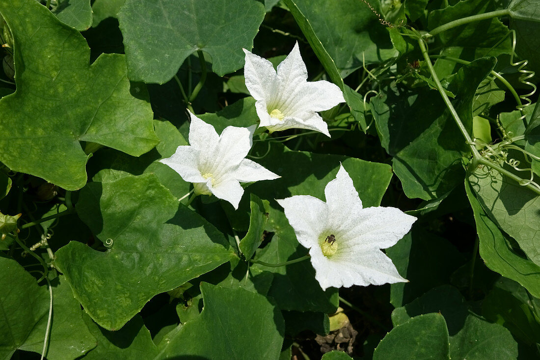 Ivy Gourd Flowers