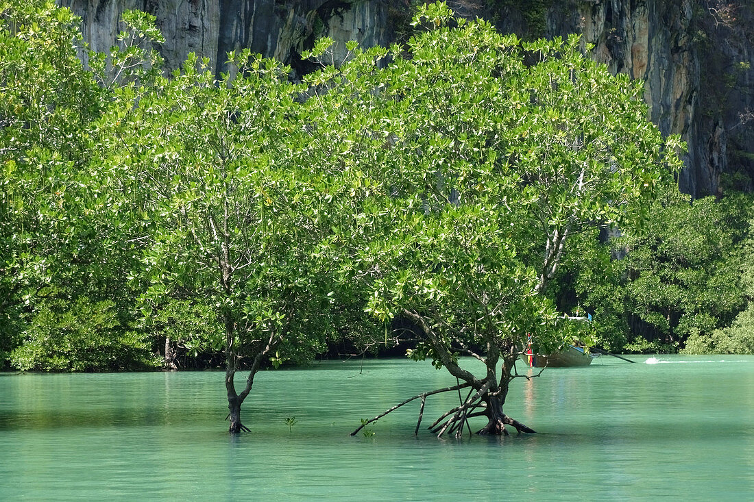 Mangrove Trees, Thailand
