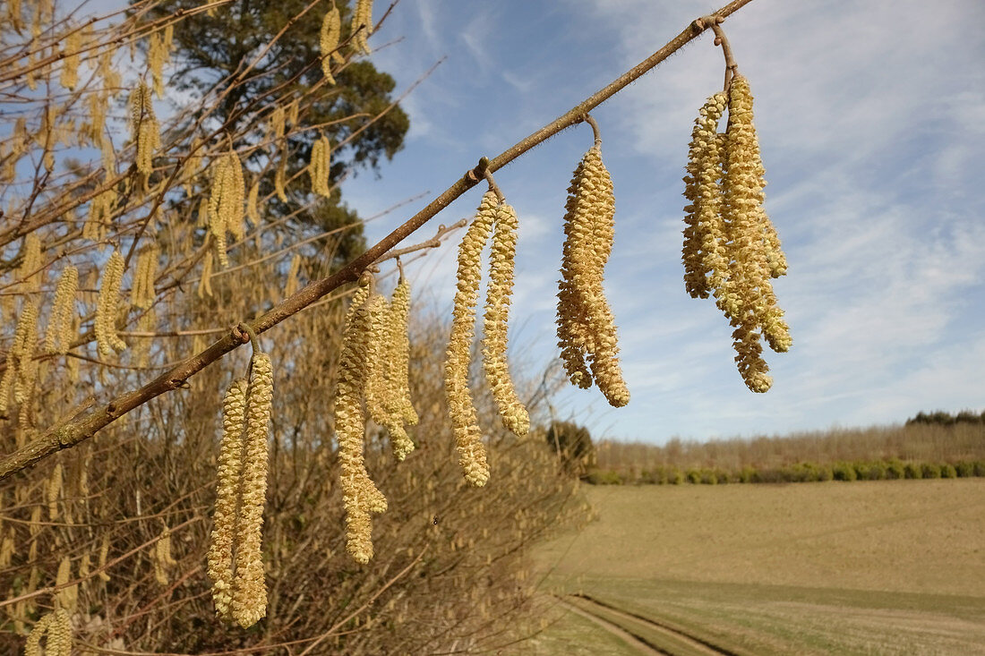 Hazel Catkins