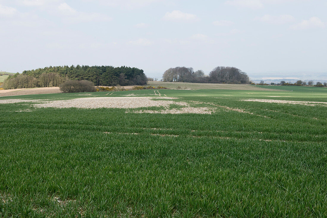 Wheat in Stony Ground