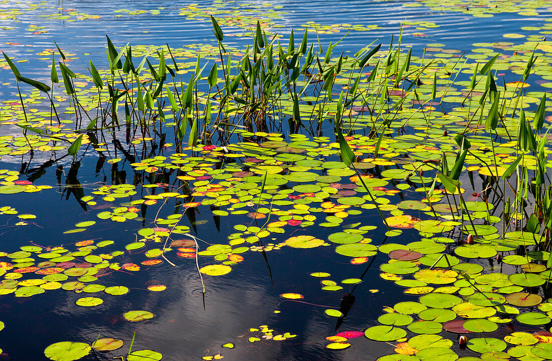 Freshwater Pond Littoral Zone Habitat