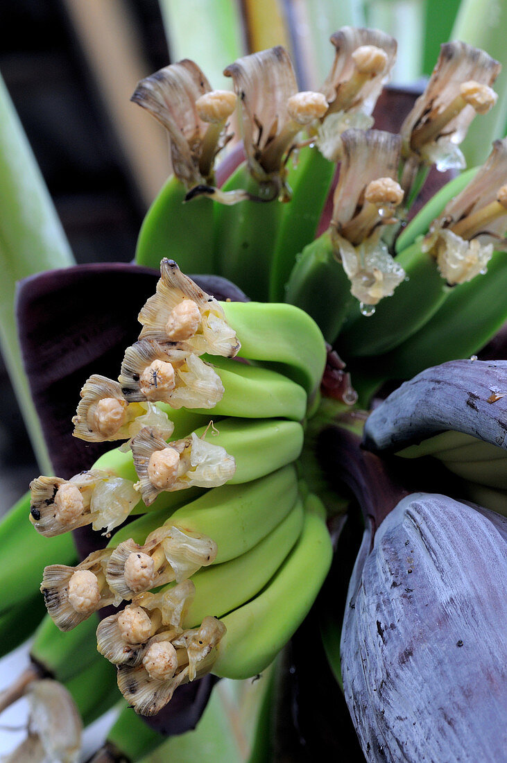 Banana Plant