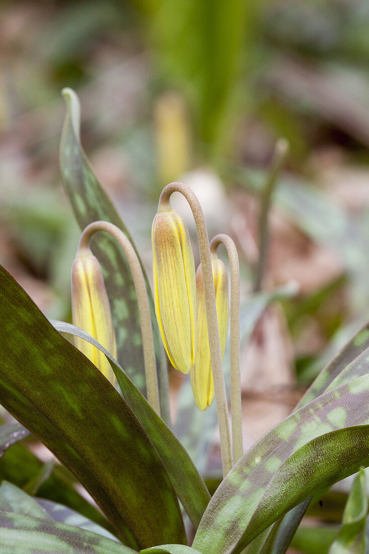 Trout-Lily