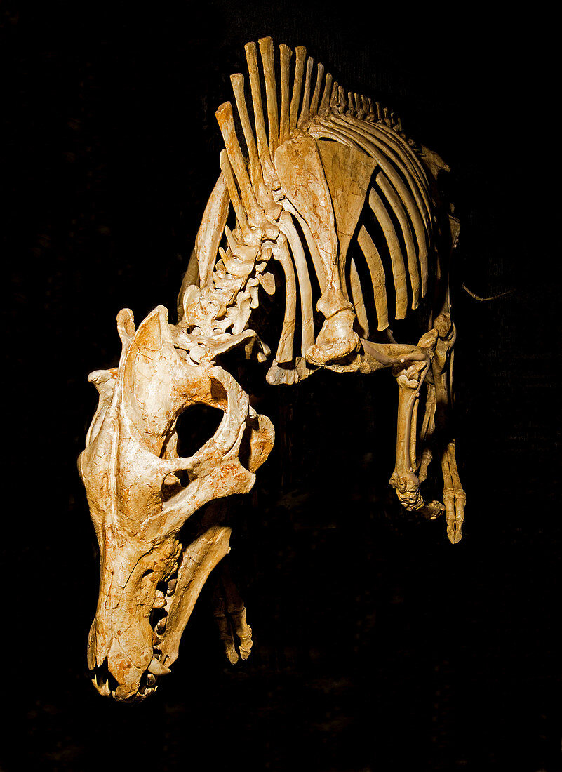 Hyaenodon Crucians Fossil