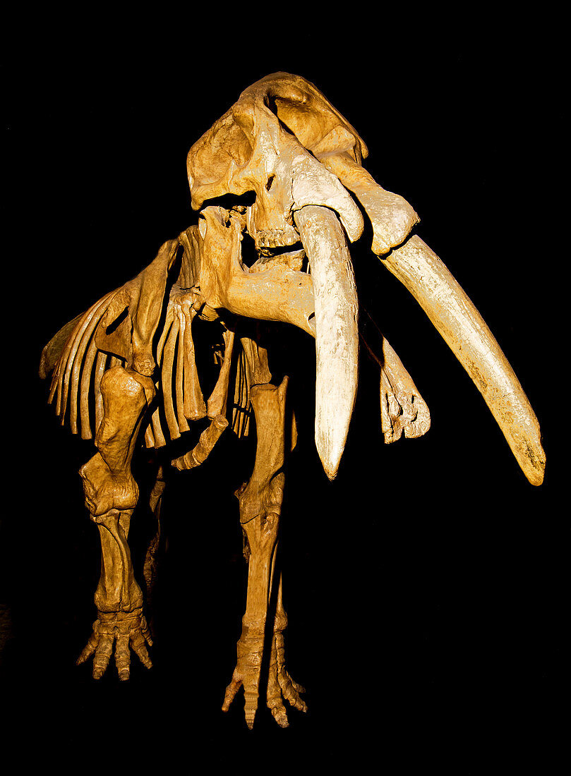 Gomphotherium Fossil