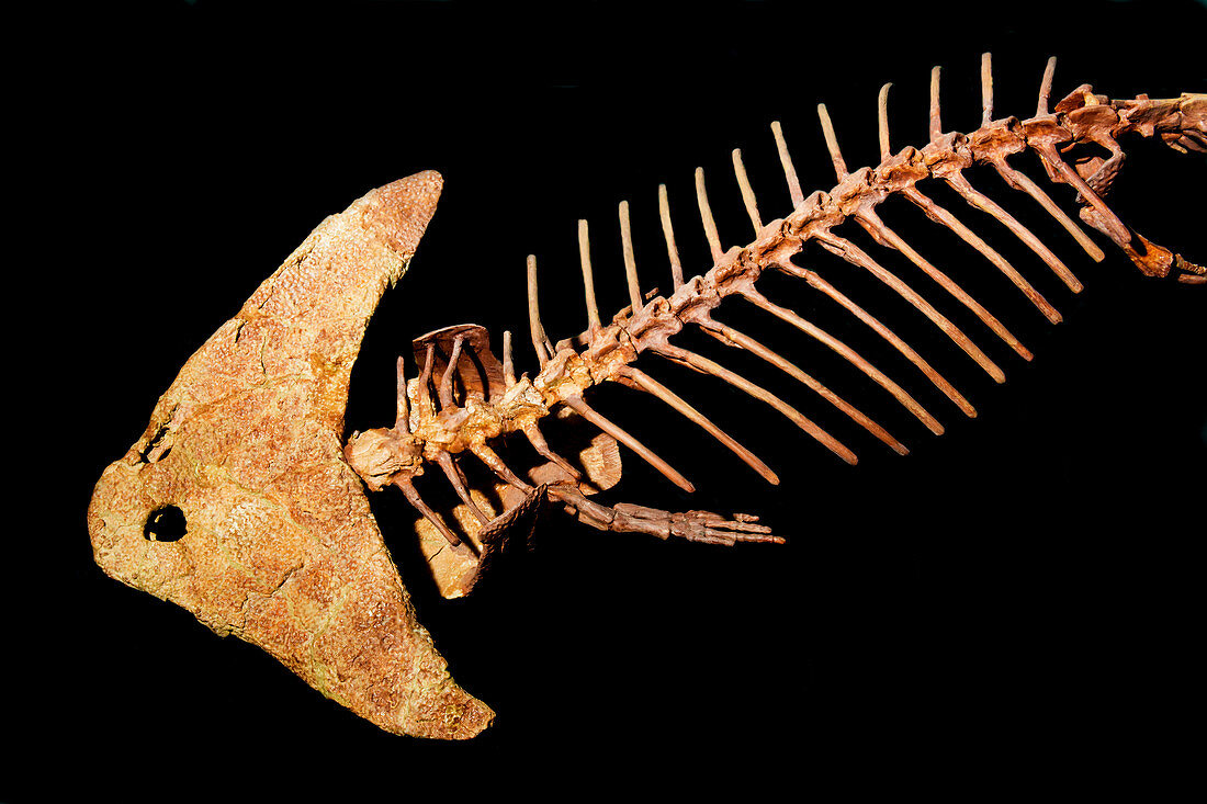 Diplocaulus Amphibian Fossil, Permian Period