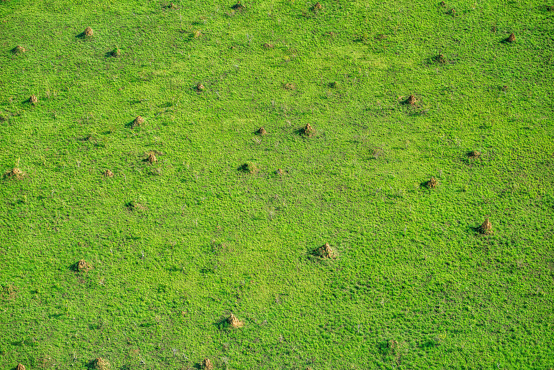 Grassland Covered With Termite Mounds, Congo