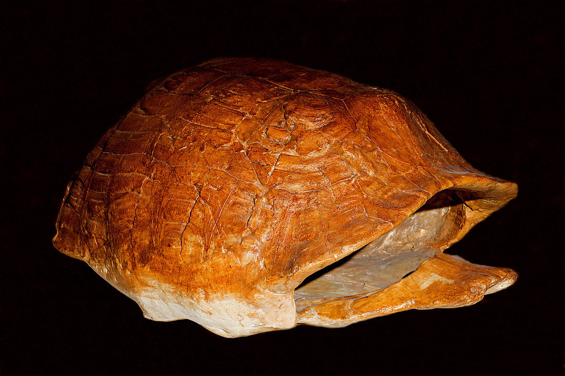 Land Tortoise Shell Fossil