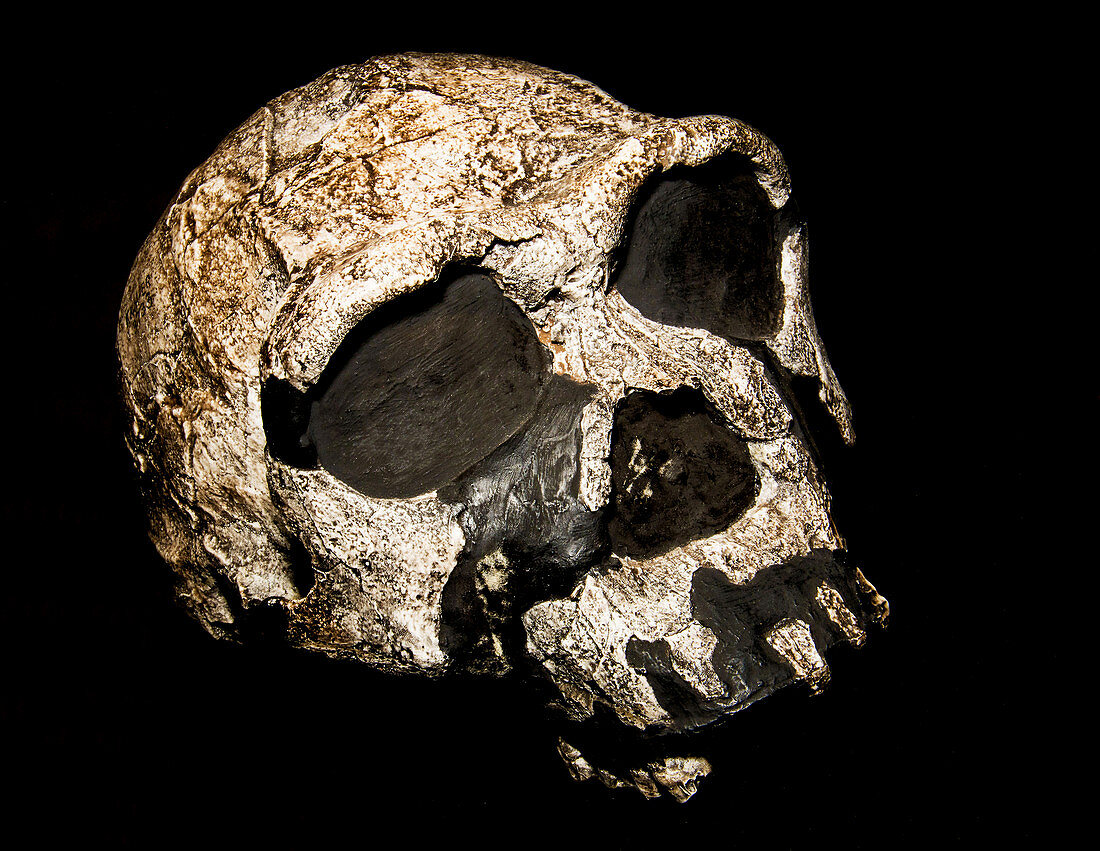 Homo Erectus Ergaster Skull