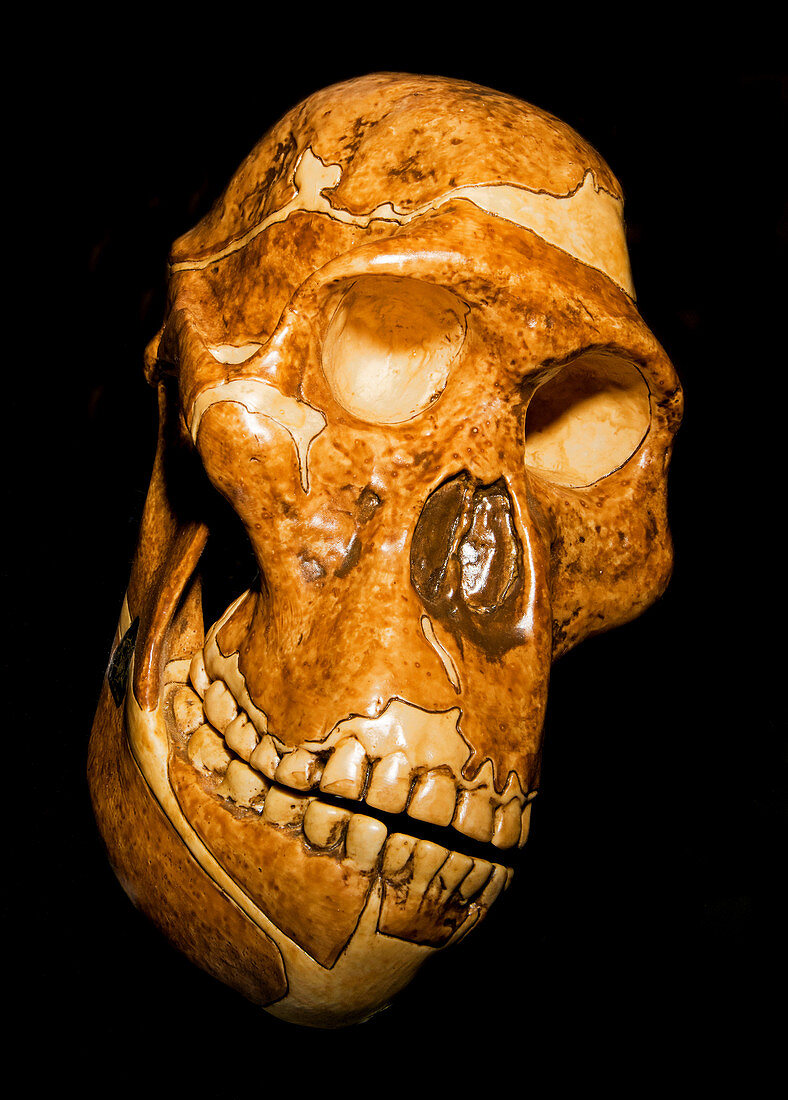 Australopithecus Africanus Skull