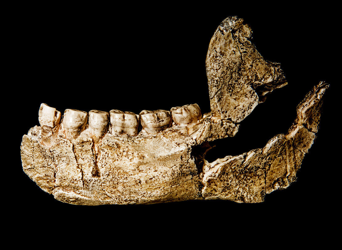 Homo Ergaster, Lower Jaw Fossil