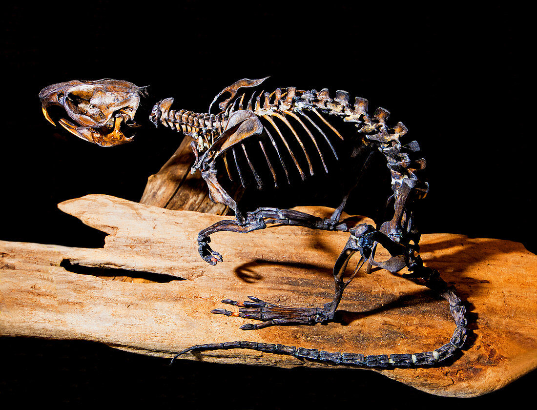 Musk Rat Fossil