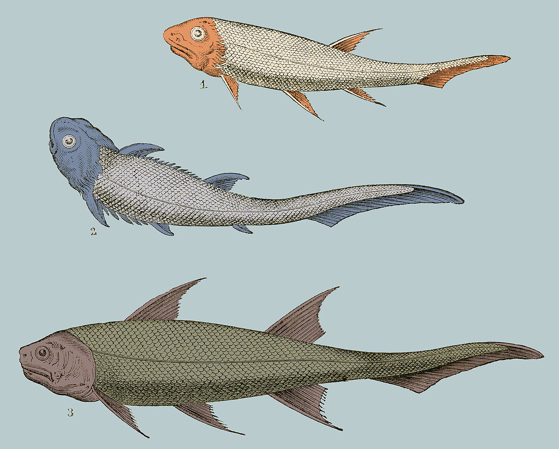 Devonian Fishes, Illustration