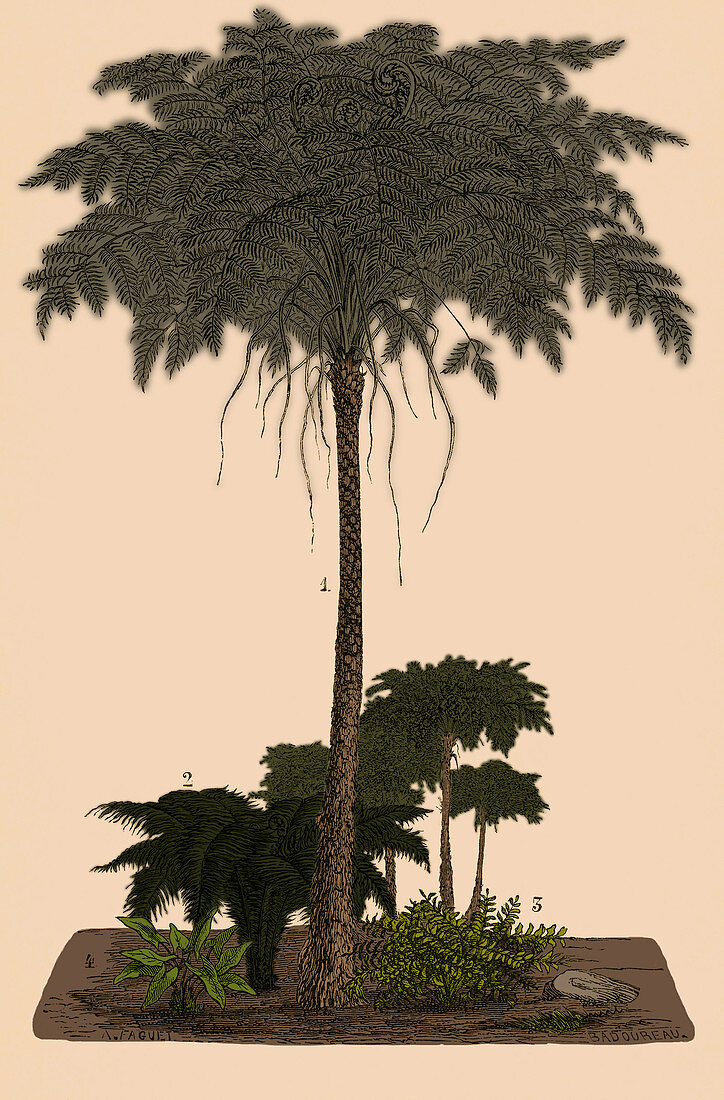 Carboniferous Ferns, Illustration