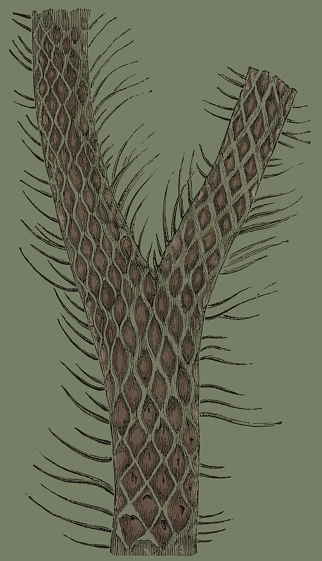 Lepidodendron Branch, Illustration