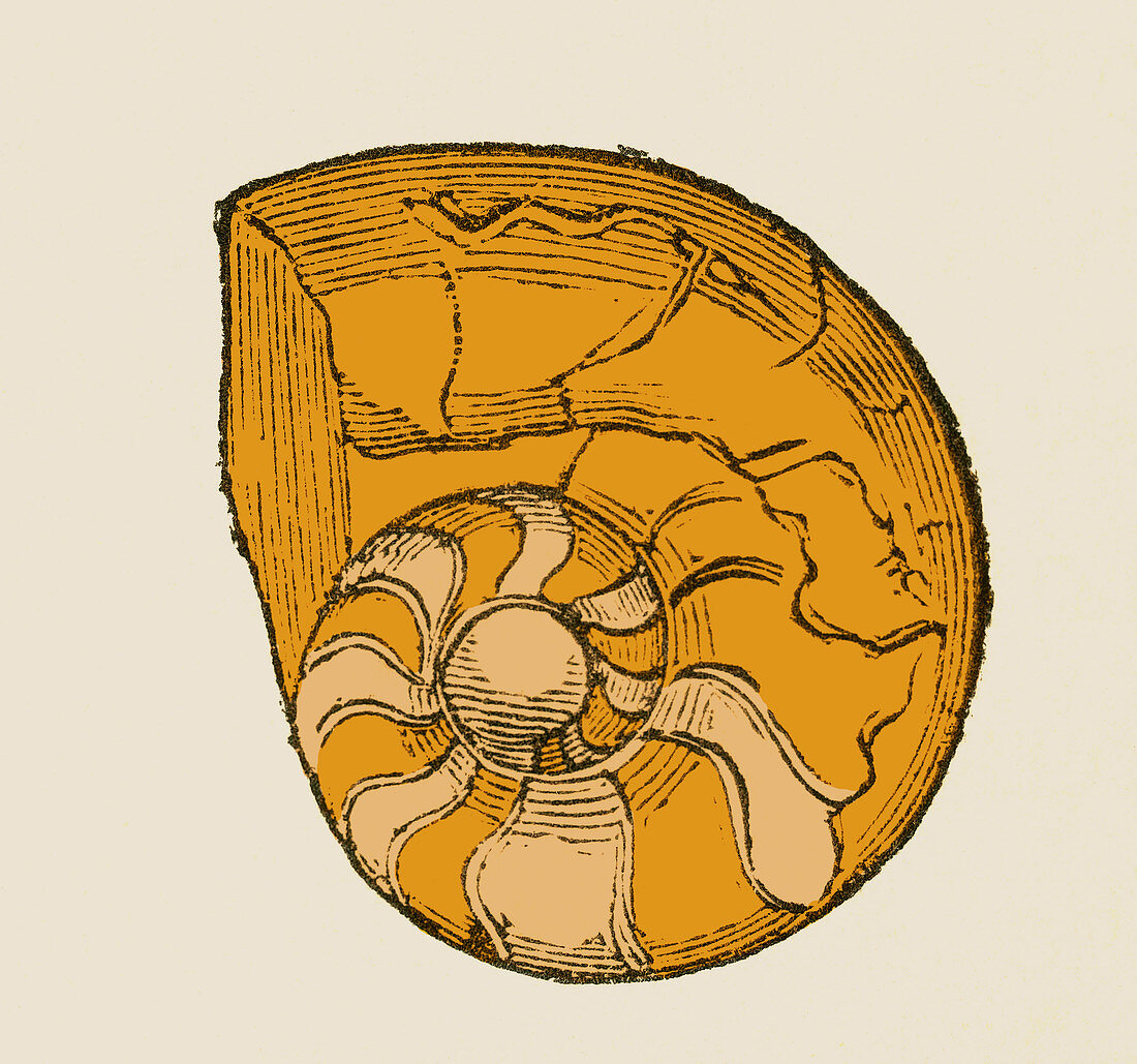 Carboniferous Ammonoid, Illustration