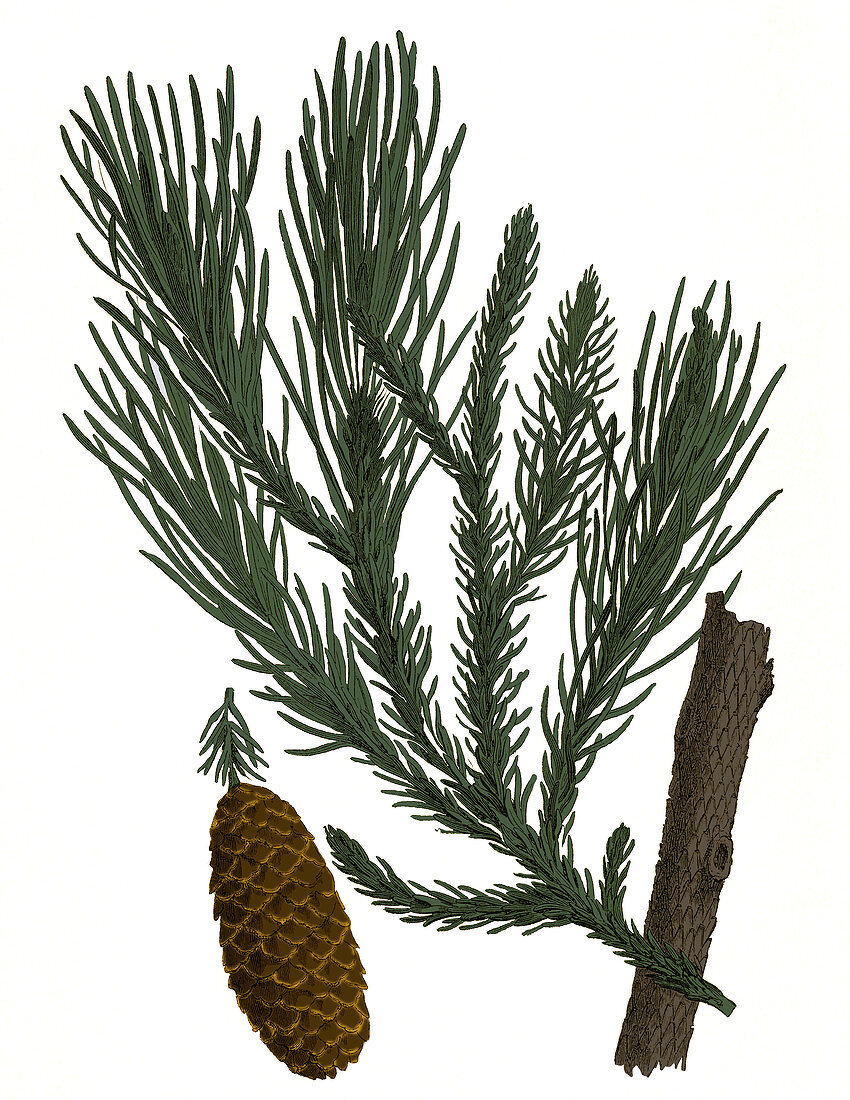 Triassic Conifer, Illustration