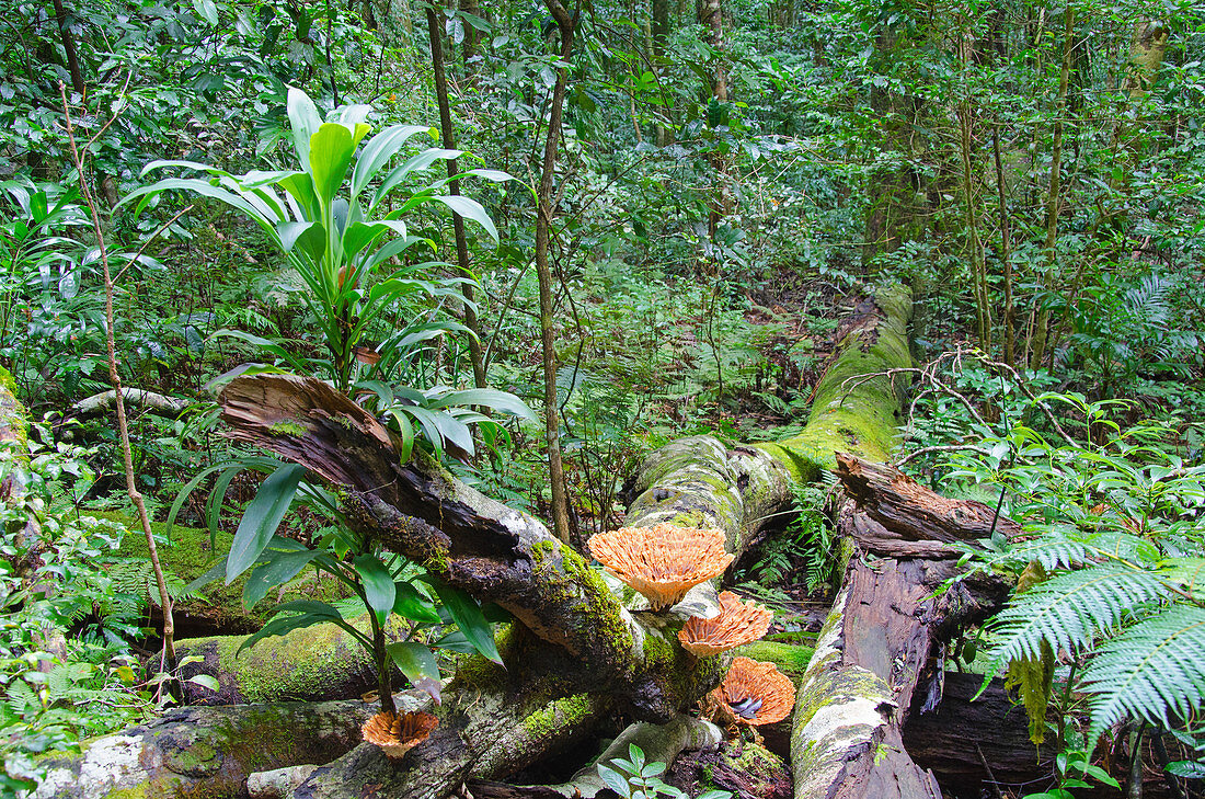 Australian Rain Forest